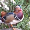 Gorgeous Mandarin Duck, Rarely Seen In U.S., Mysteriously Appears In Central Park